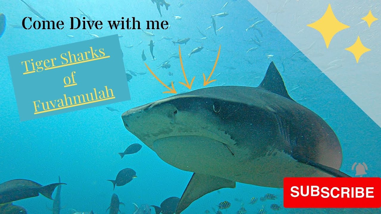 Come dive with me close up & personal with Tigers Sharks