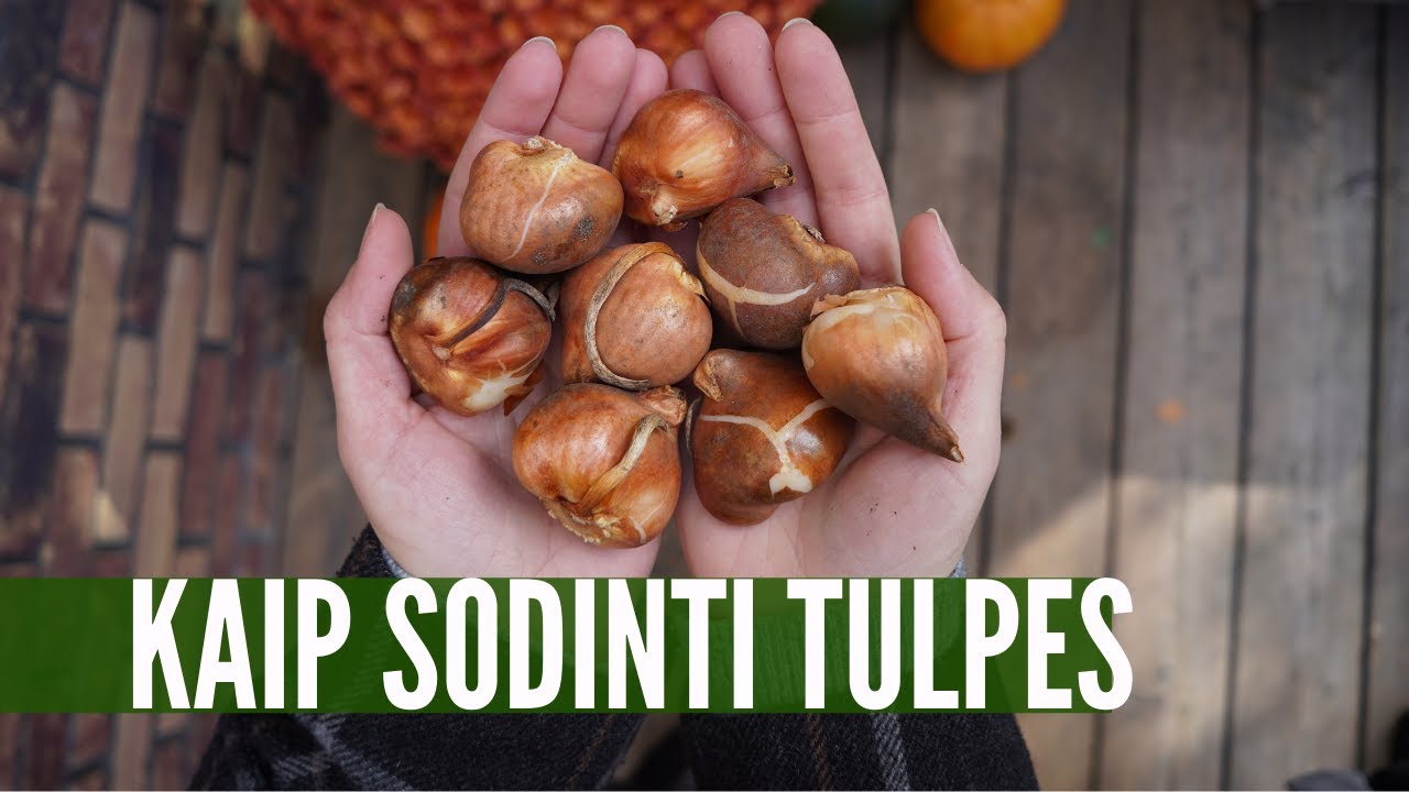 3 paprasti būdai, kaip sodinti tulpes + kaip gelbėti nuo pelių