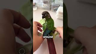 Parrot Wears Diaper! 🦜😱 Genius Pet Hack!