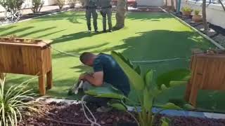 Полицейские обнаружили пса породы сибирский хаски Полицейские обнаружили пса породы сибирский хаски