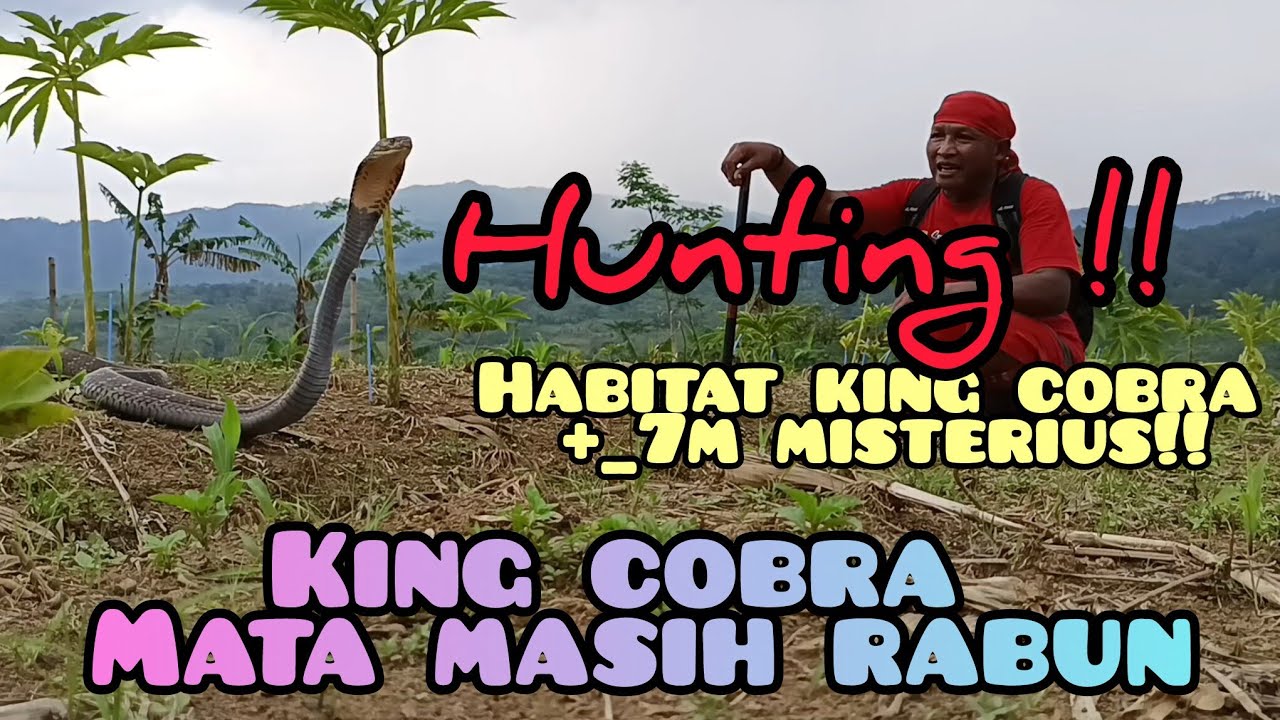 1 tahun mencari keberadaan king cobra monster +_7 m menemukan king cobra baru ganti kulit !!