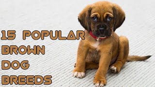 15 Popular Brown Dog Breeds