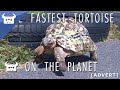 THE FASTEST TORTOISE ON THE PLANET | Dan Bull