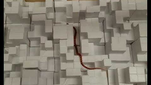 A kingsnake partitions its body to traverse other complex 3-D terrain