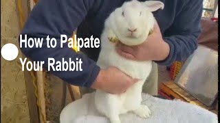 Raising Meat Rabbits: How to Palpate Your Pregnant Rabbit