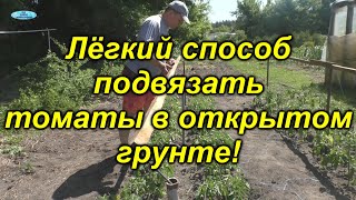 Подвязывание низкорослых томатов[самый простой и лёгкий способ]. видео