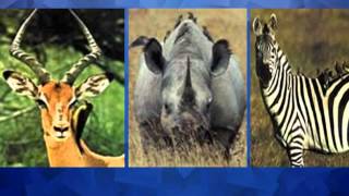 The Amazing Animal World İlginç Hayvanlar Alemi