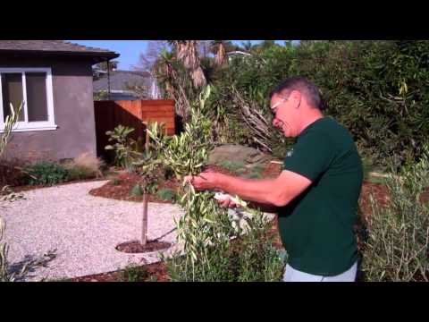 Olive Trees for a Hedge