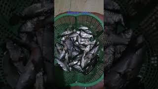 Download Lagu Mancing Iwak Wader kali MP3