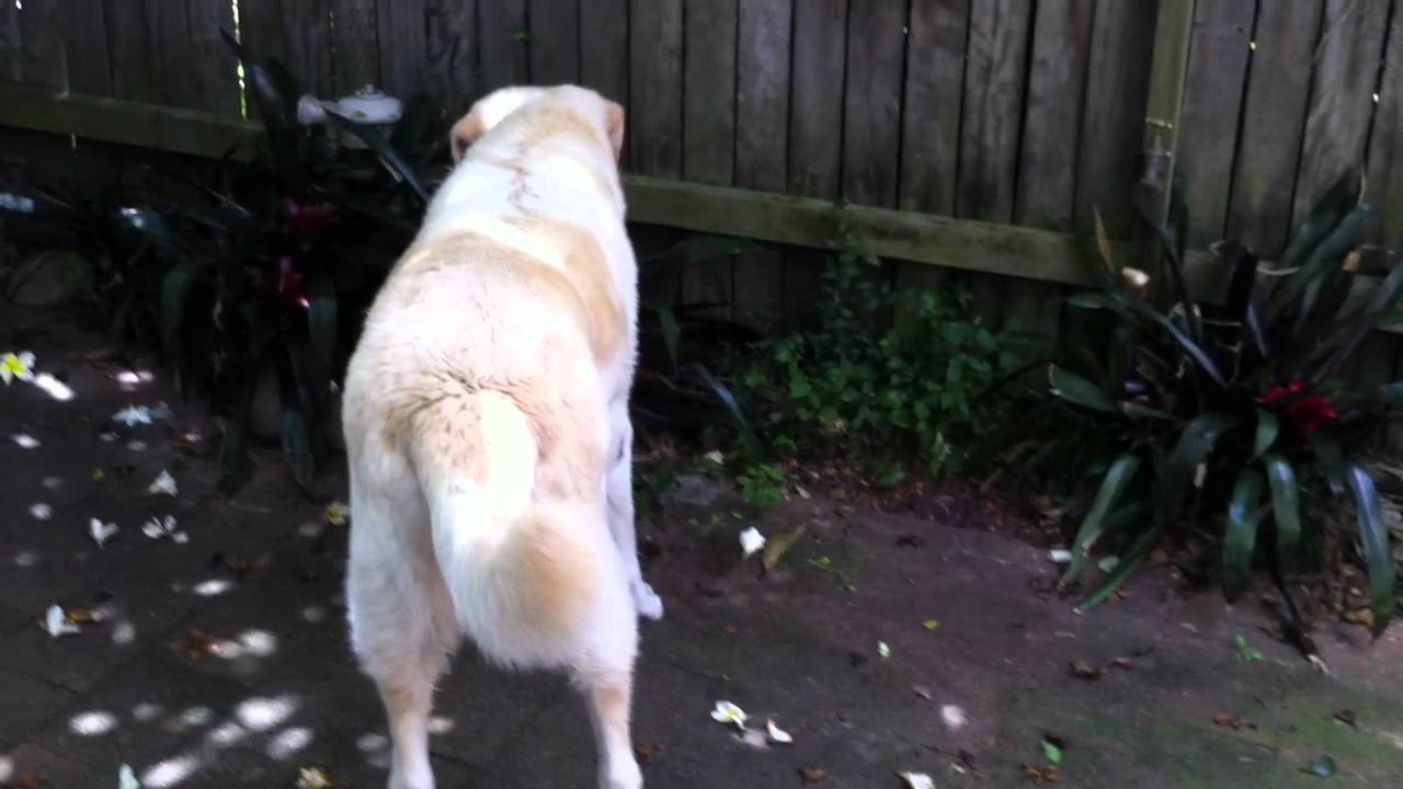 maremma cross labrador puppies
