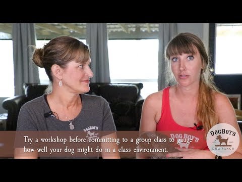 what-group-class-should-i-take-with-my-dog?-|-dog-training-|-dogboy's-dogvlog