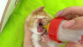 Momma cat doesn't have enough milk, feeding kittens from bottle