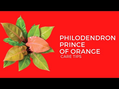 ვიდეო: ნარინჯისფერი პელარგონიუმების პრინცი - ნარინჯისფერი გერანიუმის მცენარეების მზარდი პრინცი