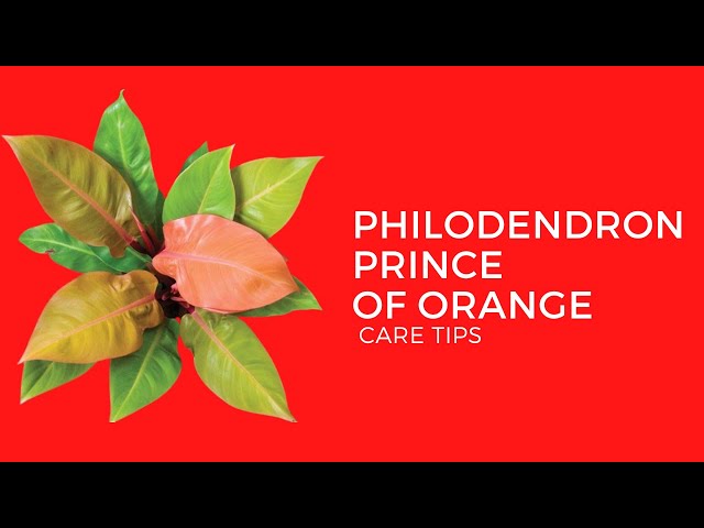 PHILODENDRON PRINCE OF ORANGE || CARE TIPS - YouTube
