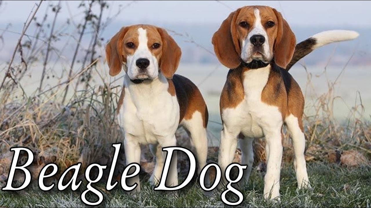 Cute and Funny BEAGLE PUPPY. Reasons To Get a Beagle. Interesting Facts ...