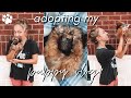I ADOPTED A PUPPY! // getting my puppy vlog!