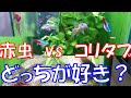 #24【アクアリウム】熱帯魚は赤虫とコリタブどっちが好き？