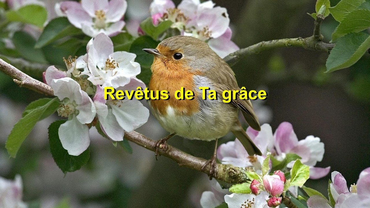 Revêtus de Ta grâce