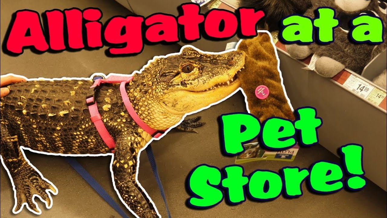 alligator toy videos