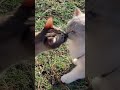 #funny #shorts #shortvideo #cat #cute