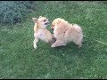 Pomeranian puppy VS Chihuahua