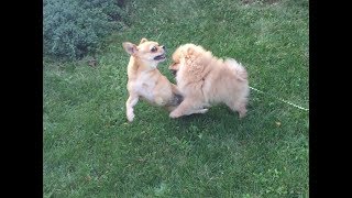 Pomeranian puppy VS Chihuahua