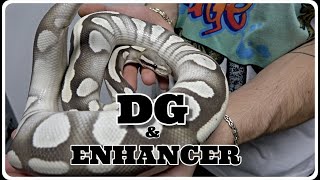 FIRE FRIDAY!! DG And Enhancer Ball Pythons