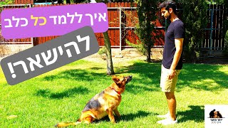 איך ללמד כלב להישאר | מפורט! כולל גורים וכלבים קופצניים