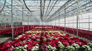Poinsettia Crop 2025