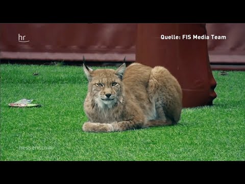 Video: Kanadischer Luchs - eine Katze, die man zähmen kann