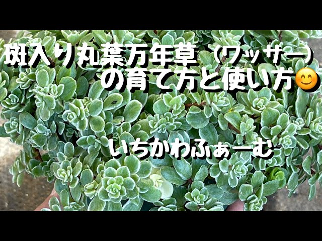 【増量】????????丸葉万年草????????多肉植物♪50カット♪