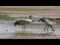 Wild Common Crane  "Grus grus"