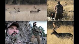An Excellent Rut  Bow Hunting Fallow Deer With Dylan Smith In Northern Nsw
