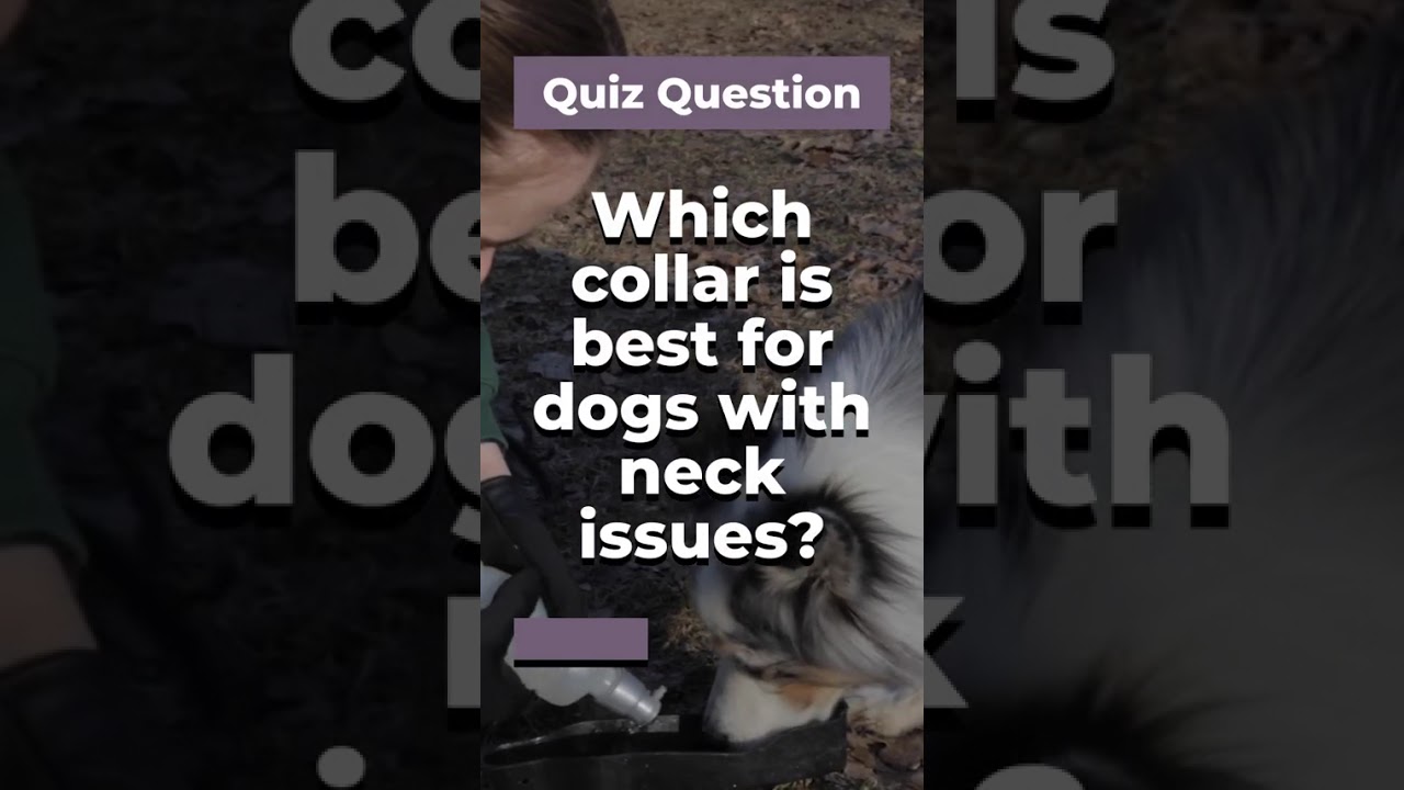 Which collar is best for dogs with neck issues?
