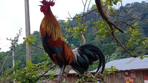 muag qaib qus pom 1 qua zoo heev 2019