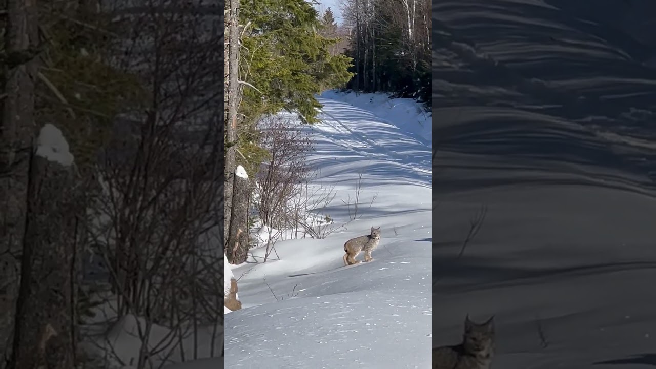 Snowmobilers Meet Lynx Family on Trail || ViralHog