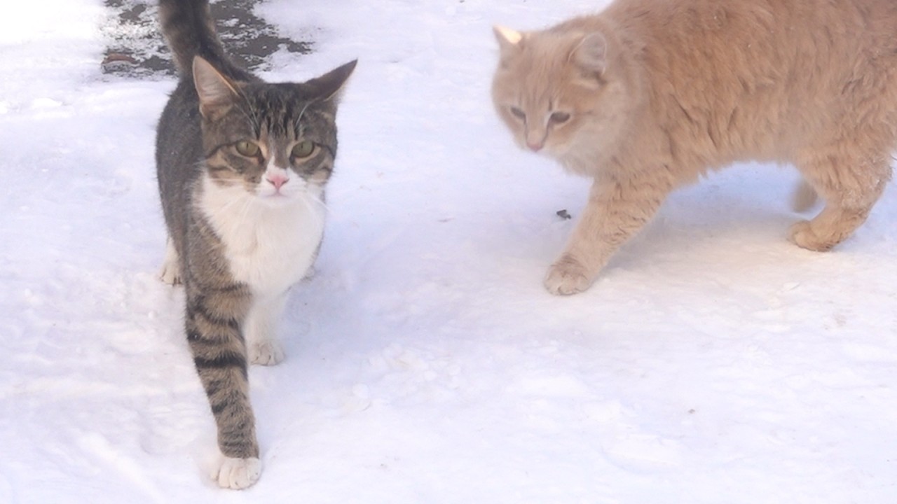 Hungry cats run and jumping in the snow