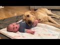Golden retriever adopts adorable baby as his own cutest ever
