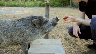 Pigs Love Muffins: Trimming Pig Hooves. Becky's Homestead