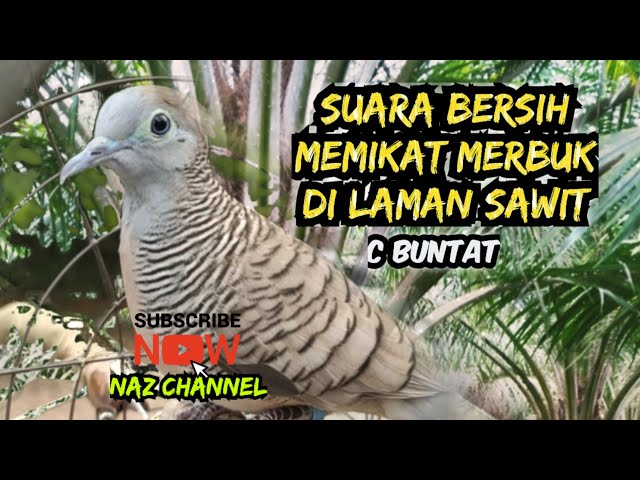 ▶️SUARA PERKUTUT MERBUK KOCAK DI LAMAN SAWIT_ C buntat class=