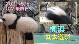 【baby panda 楓浜