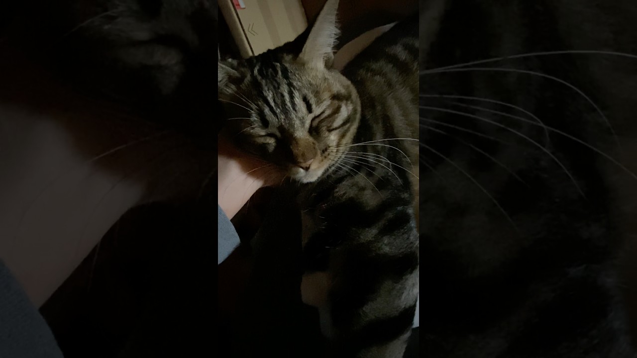 本日のおはようトラジ。朝の鳴き方が変わってきました。眠いのかな。 #cat #猫のいる暮らし #おはよう #shorts