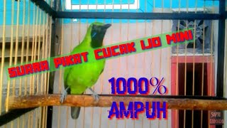 Download Lagu SUARA PIKAT CUCAK IJO MINI MP3 Download Lagu SUARA PIKAT CUCAK IJO MINI MP3