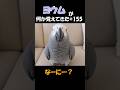 ヨウムが何か覚えてきた#155