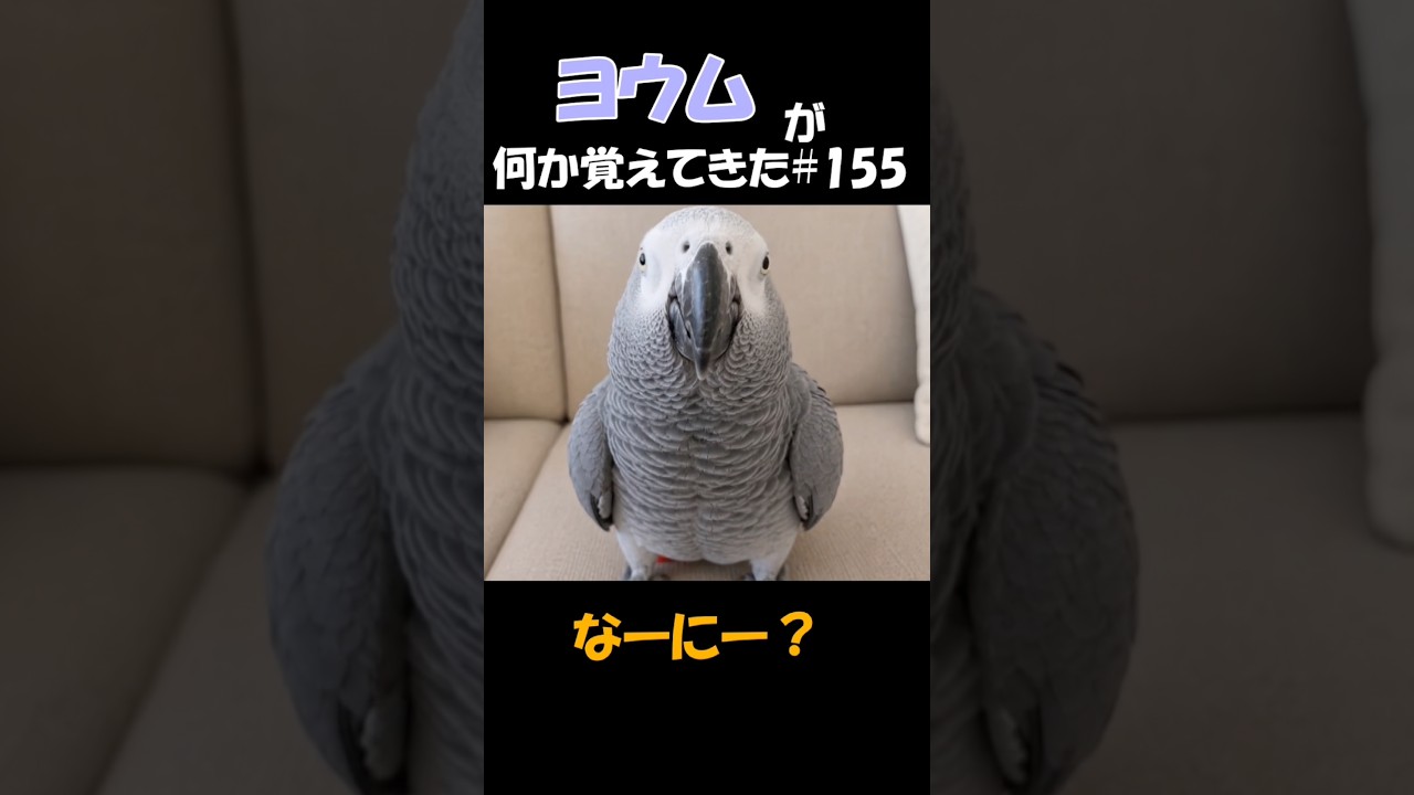 ヨウムが何か覚えてきた#155