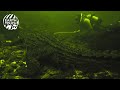 How well can crocodiles see underwater?