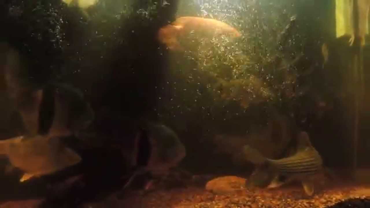 gallone 300 gallon 3/26/15