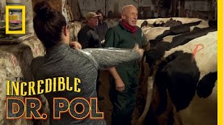 Polments: Stinky Hands | The Incredible Dr. Pol