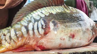 Giant Mirror Carp Fish Cutting Skills Live in Fish Market | Amazing Fish Cutting Skills