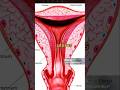 female reproductive system |